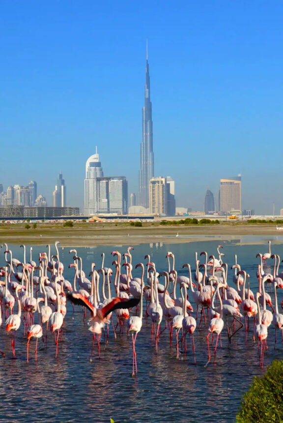 Ras Al Khor